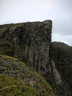 Gleichenia abscida growing amongst alpine scrub north of Federation peak. 