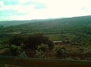 Grapes in Hebron