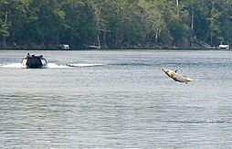 Gulf sturgeon jumping near Rock Bluff in Suwannee River, Florida 2007