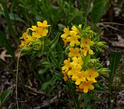 Hairypuccoon