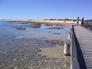 Hamelin Pool (Stromatolites) (2051681681)
