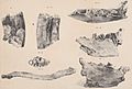 Harlan 1831 finds of Paramylodon