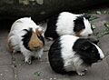 Hausmeerschweinchen drei
