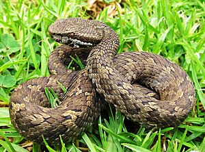 Horse-shoe pitviper Trimeresurus strigatus.jpg