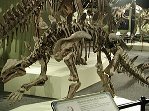 Huayangosaurus taibaii