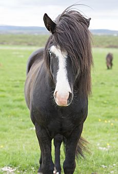 Icelandic Horse with blue eyes
