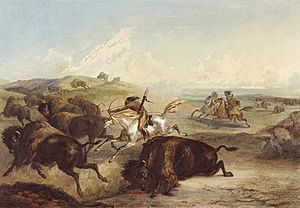 Indians hunting the bison by Karl Bodmer (cropped)
