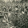 Knackstedt & Näther Stereoskopie 0669 Cuba. Zuckerrohr-Plantage. Bildseite mit Ansicht um 1900 arbeitender Sklaven im Feld auf Kuba (cropped)
