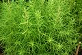 Kochia aka Fire bush 7128