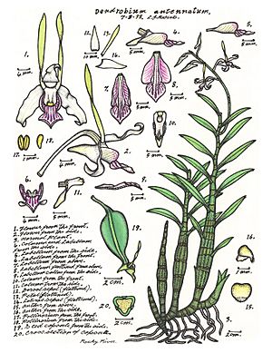LR018 72dpi Dendrobium antennatum