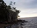 Lake Cootharaba 1