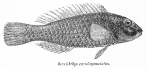 Leptoscarus vaigiensis Day