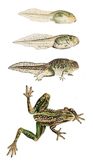 Litoria aurea development