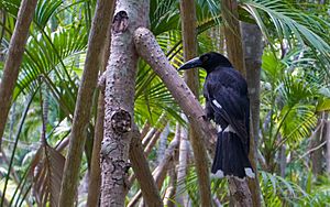 Lord Howe Island Currawong