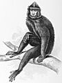 Macaca nigrescens