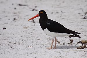 Magellanic Oystercatcher.jpg