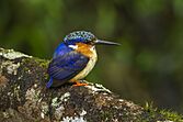 Malagasy Kingfisher - Madagascar S4E7803