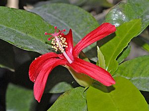 Malvaceae - Hibiscus clayi.JPG