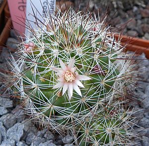 Mammillaria marcosii.jpg