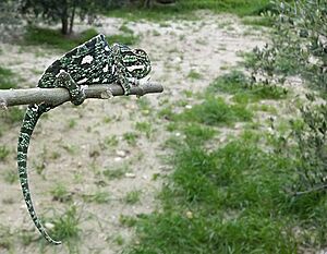 Mediterranean Chameleon in Malta