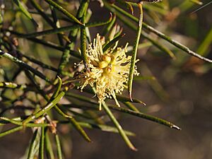 Melaleuca interioris (leaves and flowers)