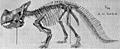 Montanoceratops skeleton