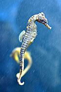 Seahorse at Moody Gardens aquarium