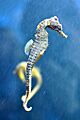 Moody Seahorse
