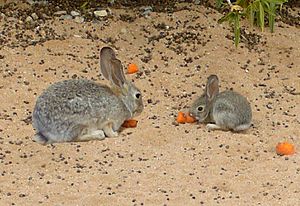 Mother and Juvenile Cottontail
