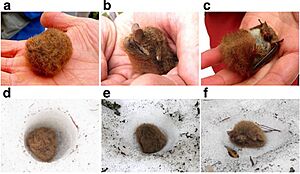 Murina ussuriensis snow hole