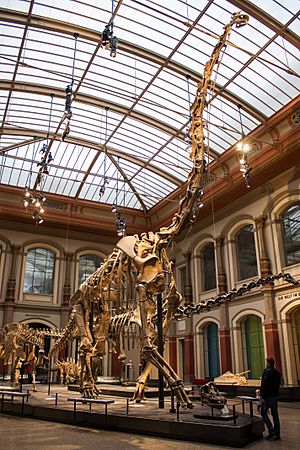 Museum für Naturkunde (36556352434)