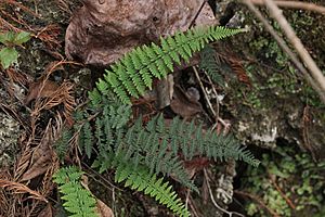 Narrow green fern leaves devoid of hair with a dark central axis