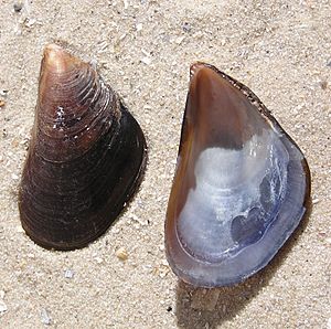Mytilus galloprovincialis shell