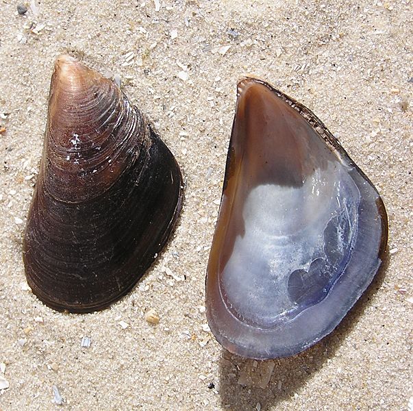 Mytilus galloprovincialis shell