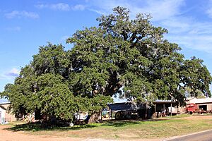 Old Evergreen Tree Lee County Texas 2021