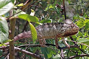 Oustalet's chameleon (Furcifer oustaleti) male Anja Community Reserve
