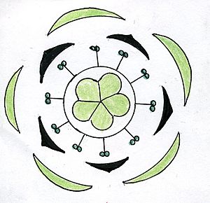 Oxalis floral diagram