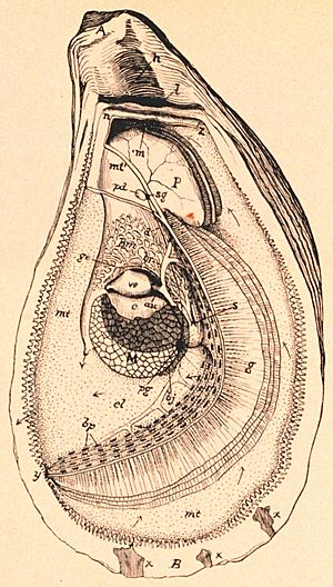 Oyster anatomy