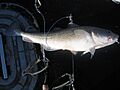 Pacific cod caught on jigging gear