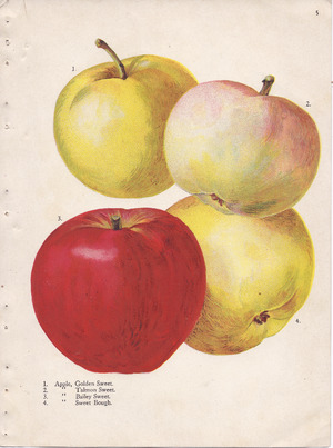 Page 5 apple - Golden Sweet, Talmon Sweet, Bailey Sweet, Sweet Bough.tiff