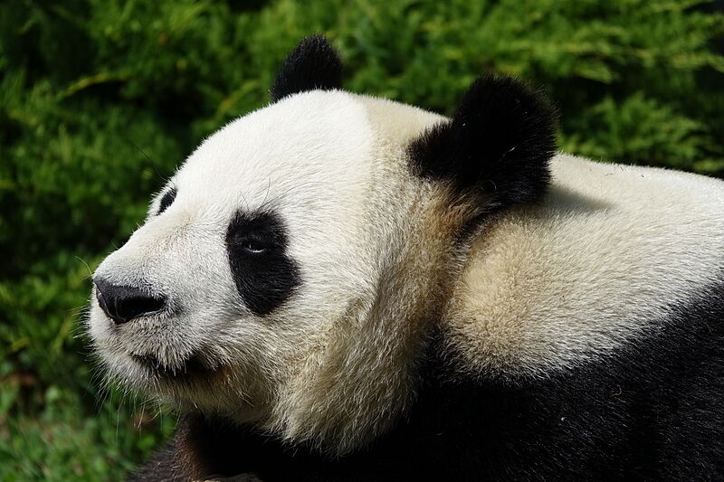 Panda géant - tête (Ailuropoda melanoleuca) (2)