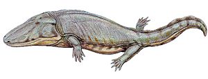 Paracyclotosaurus1DB