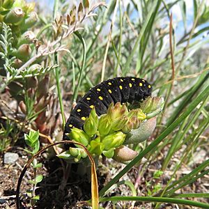 Parnassius smintheus - James Telford 01