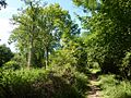 Path through Bradfield Woods - geograph.org.uk - 1451867