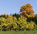 Pawpaw cultivars at Marc Boone orchard in Michigan
