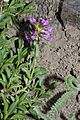 Penstemon procerus 5690
