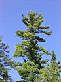 Pinus strobus 3-eheep (5098079930)