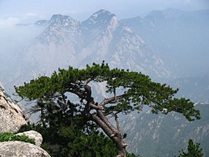 Pinus tabuliformis Hua Shan5