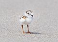 Piping plover chick (93850)