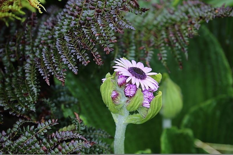 PleurophyllumSpeciosum